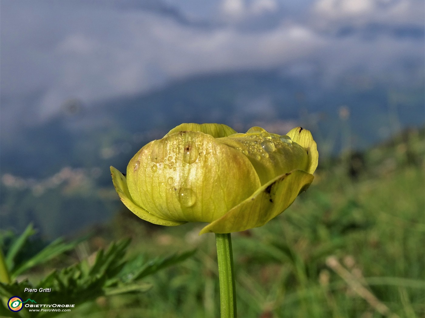 18 Trollius europaeus (Botton d'oro) grondante di gocce d'acqua .JPG